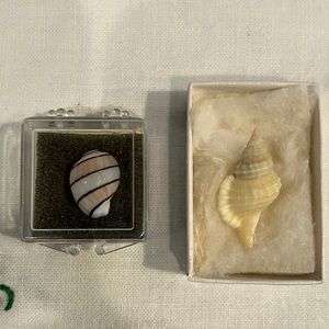 Two Tiny Sea Shells Collectible